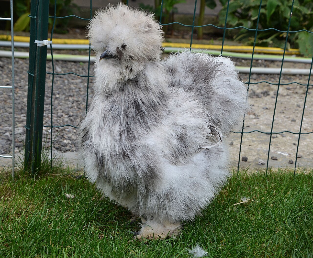 Poule de Soie - Silkie au plumage soyeux